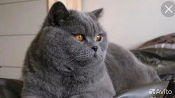 Вязка британец