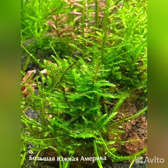 Аквариумные мхи и папоротники