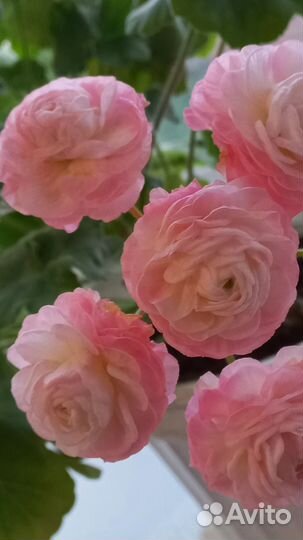 Та эммануэль пеларгония