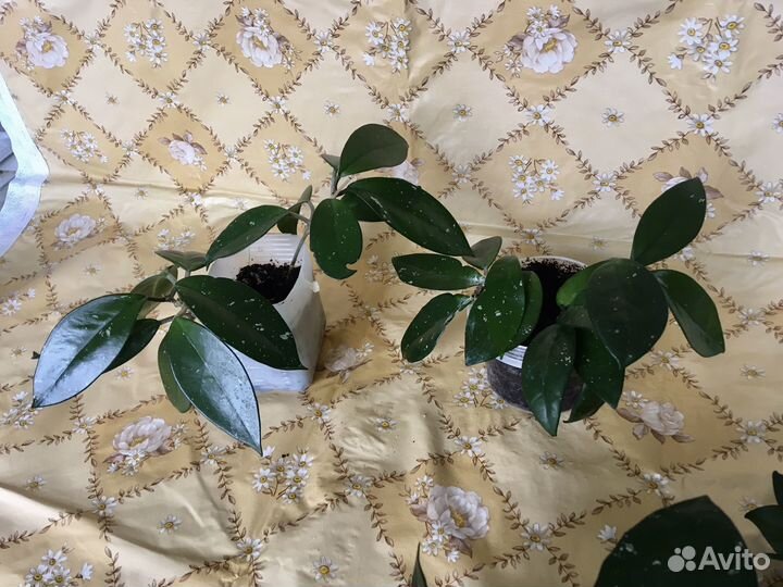 Хлорофитум, хойя и др домашние цветы