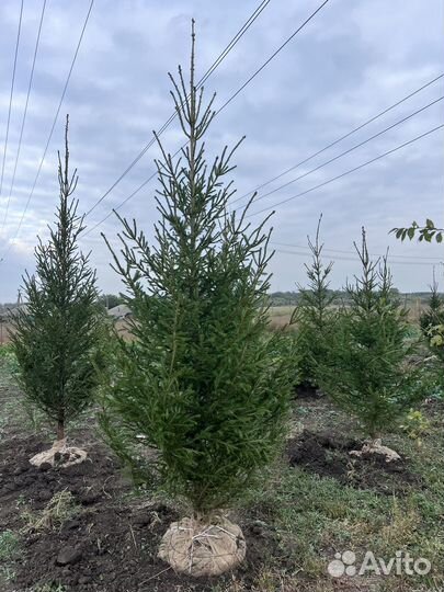 Ель обыкновенная