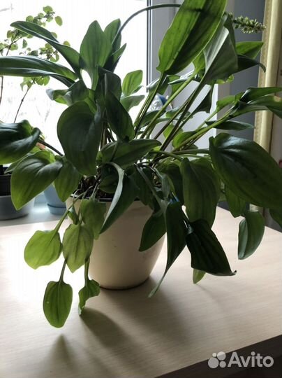 Дримиопсис