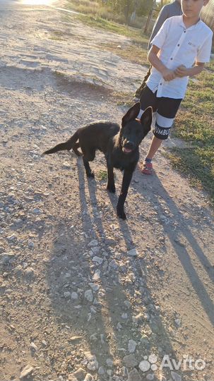 Немецкая овчарка