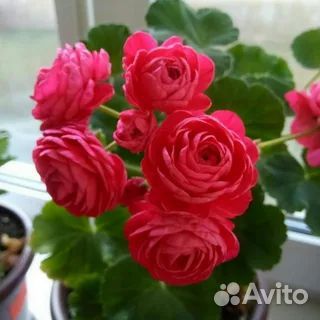 Uaito ringu, PAC 'Viva Rosita, Mrs.Charles