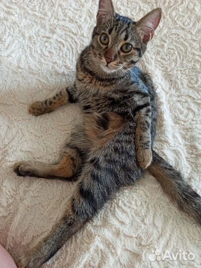 Котик 7 месяцев