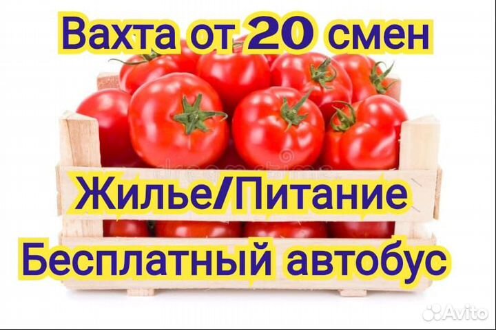 Без опыта работа Вахта/Питание сборщик овощей