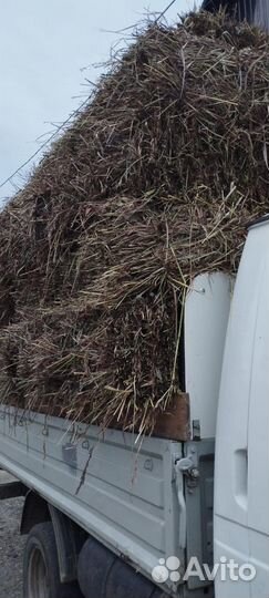 Сено Суданка