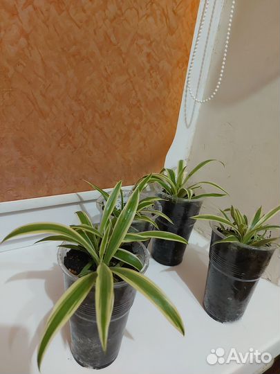 Хлорофитум