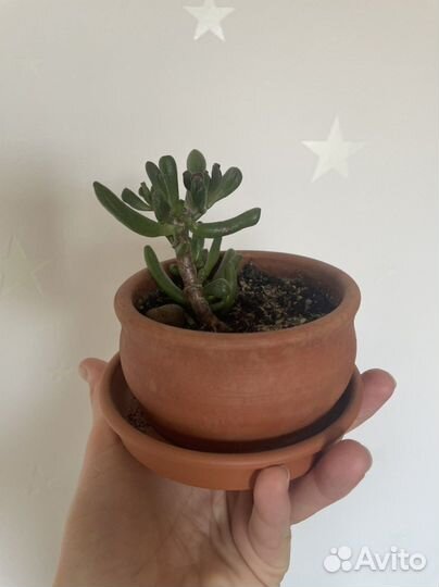 Красула толстянка