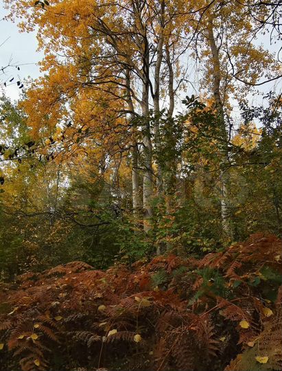 Участок 2,8 га (ИЖС)