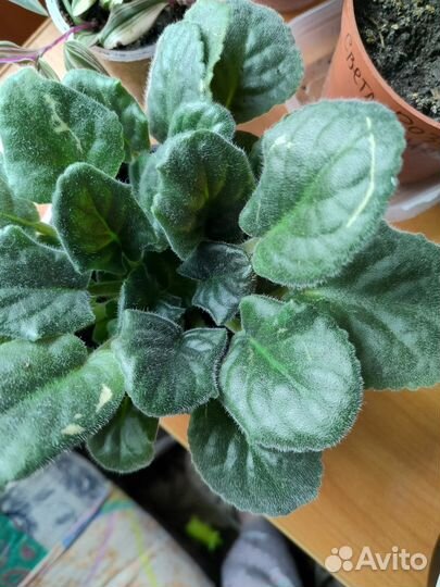 Домашние цветы