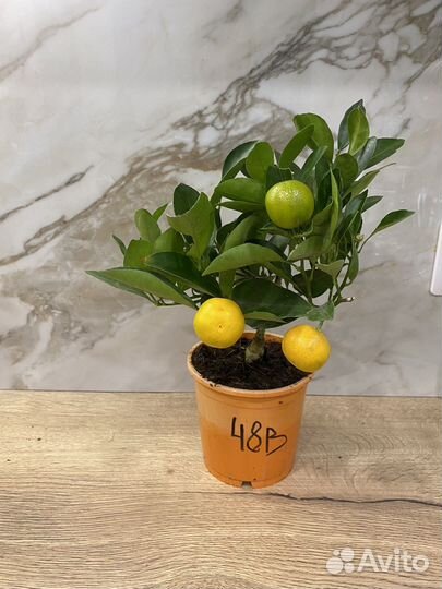 Мандариновое дерево с плодами