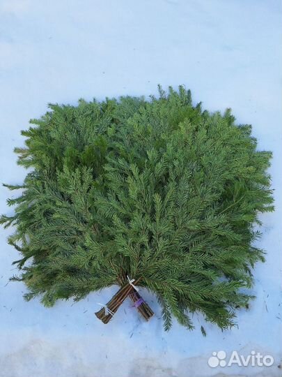 Веники для бани. Береза, дуб Только оптом от 100шт