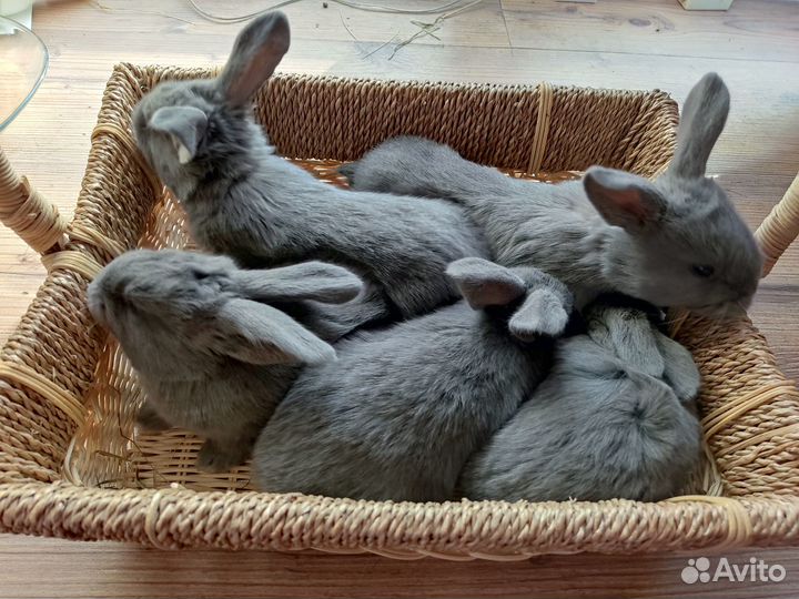 Кролики мясных пород- Венский, Новозеландский