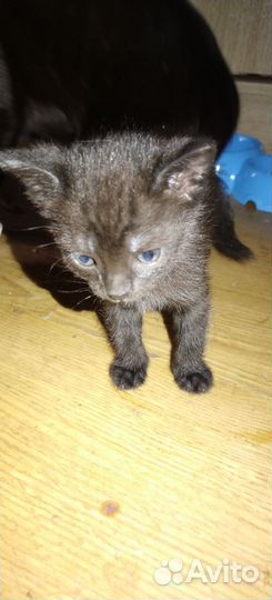 Кошка в дар бесплатно