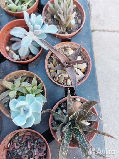 Суккуленты набор