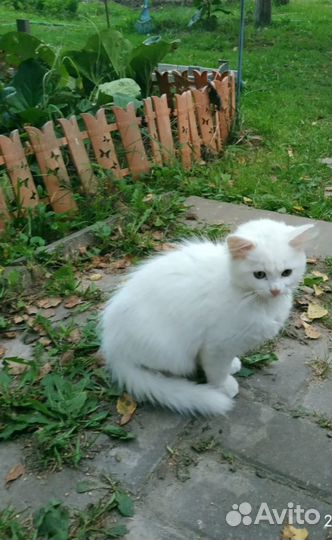 Метисы турецкой ангоры