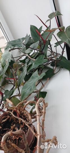 Филодендрон