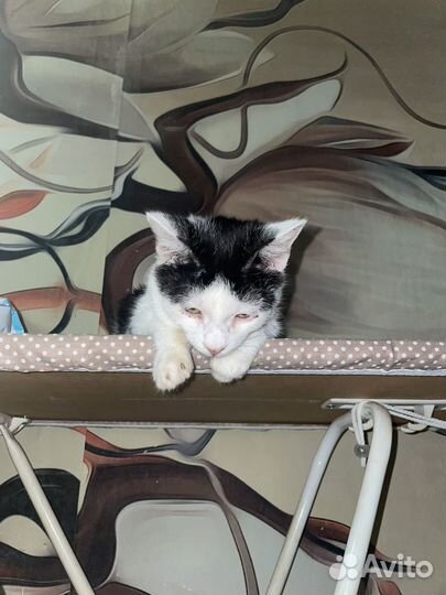 Бедненький котенок