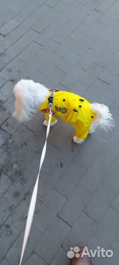 Комбинезон на маленькую собачку