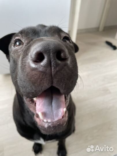 Собака террористка щенок шарпея