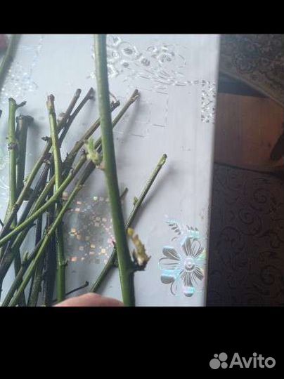 Черенки ежемалины