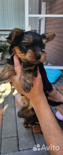 Йоркширский терьер щенки