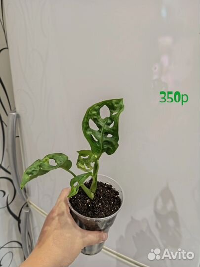 Монстера манки