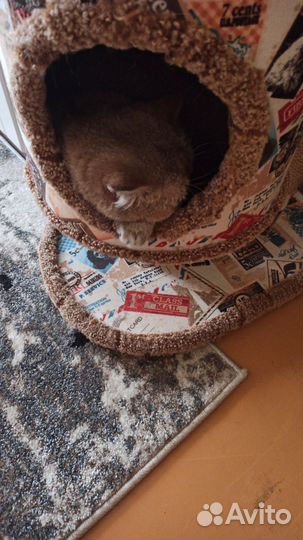 Когтеточка домик для кошки бу