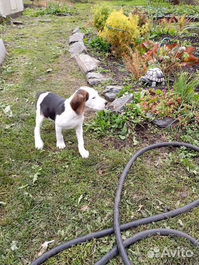 Русская пегая гончая