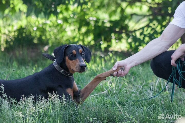 Передержка животных, зоогостиница, выезд на дом