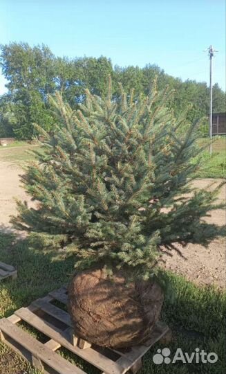 Ель голубая, сизая