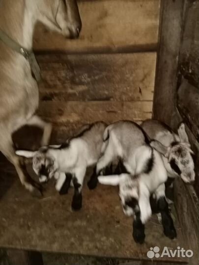 Козлята выпойчата