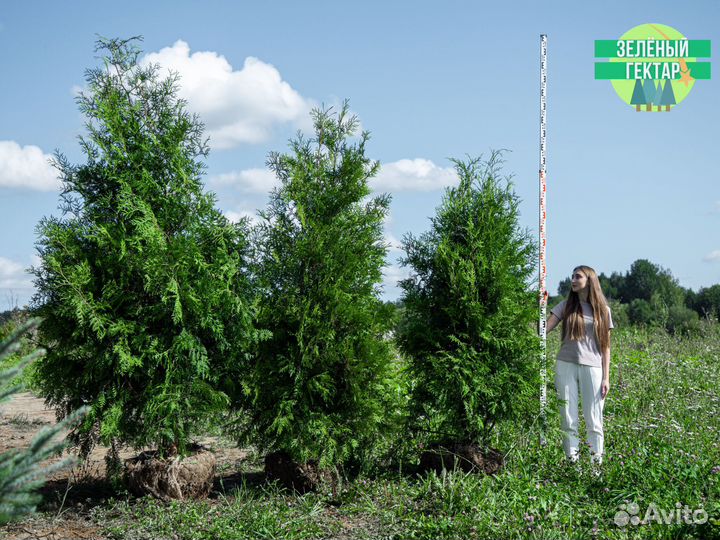 Туя брабант 200 см свежая копка 2023