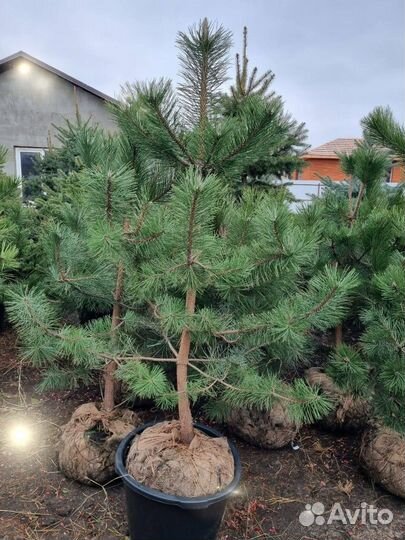 Сосна черная саженцы