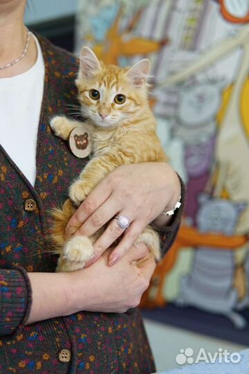 Котенок в добрые руки