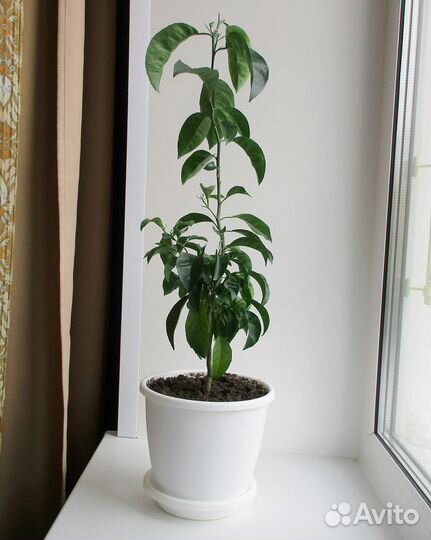 Мандарин, комнатное растение