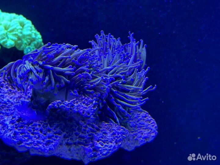 Эуфиллия Голд Торч