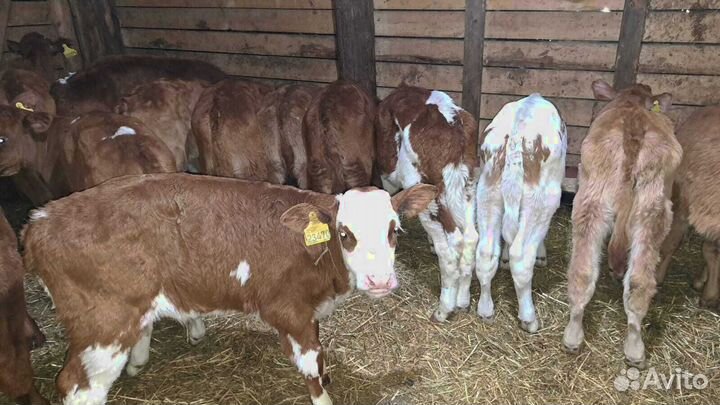 Бычки телки телята бесплатная доставка