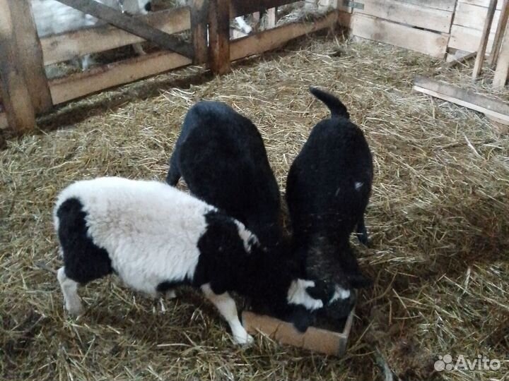 Овцы дорперы, катумы