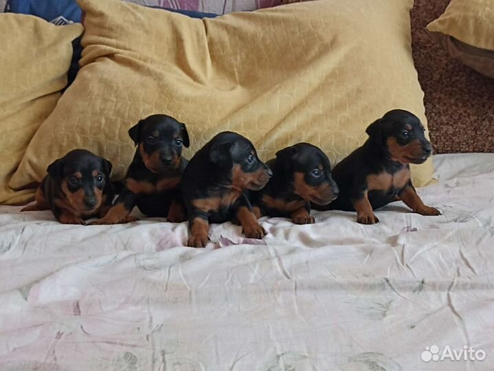 Цвергпинчер