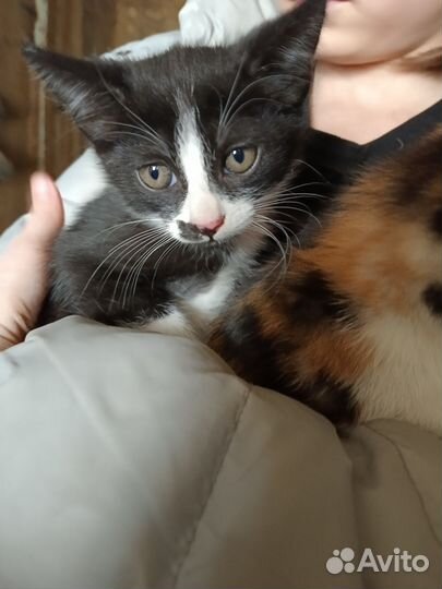 Котятки