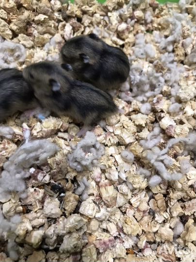 Джунгарский хомяк