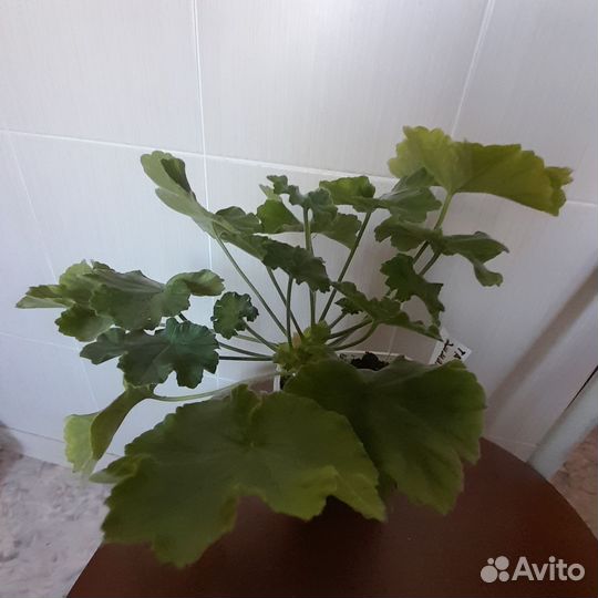 Пеларгония сортовая та Эммануэль
