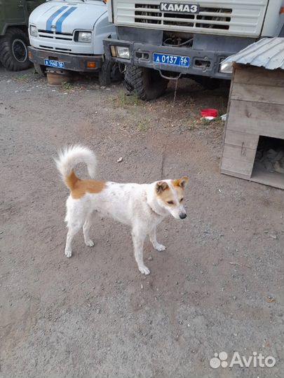 Пес Рей ищет дом