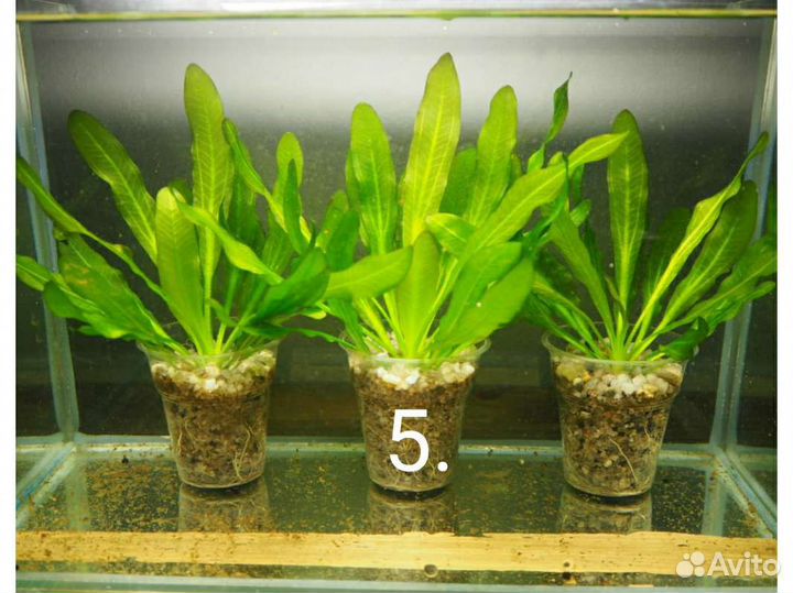 Эхинодорусы, продам аквариумные растения