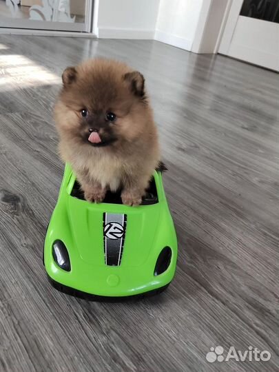 Щенки померанского шпица