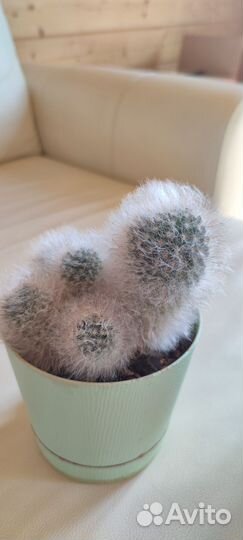 Пушистый кактус