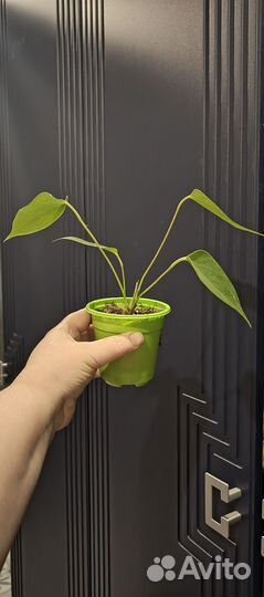 Антуриум микс