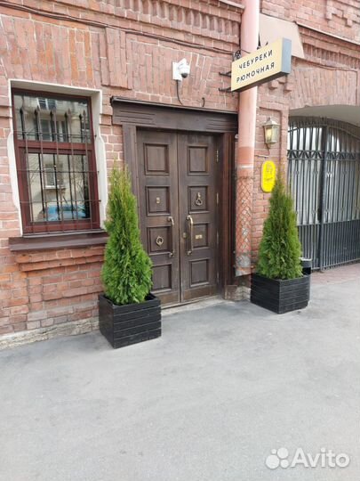 Туя западная смарагд 150-160см